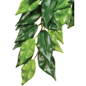 Рослина Hagen Ficus Medium (015561230407) ТОП в Миколаєві