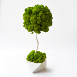 Декоративне дерево, топіарій Artis Green зі стабілізованим мохом Fresh Tree, 30 cm T11 в Миколаєві